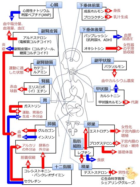 生理作用|甲状腺ホルモン｜内分泌